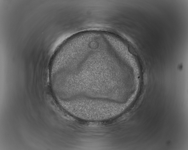 X0000116781267201001071229