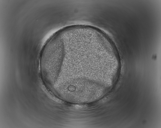 X0000116781271201001071229