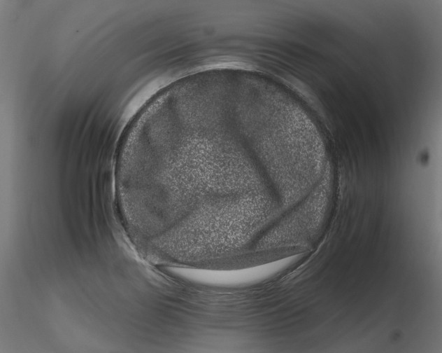 X0000116781274201001071229