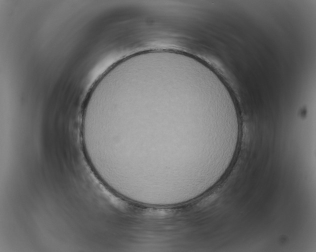 X0000116781286201001071229