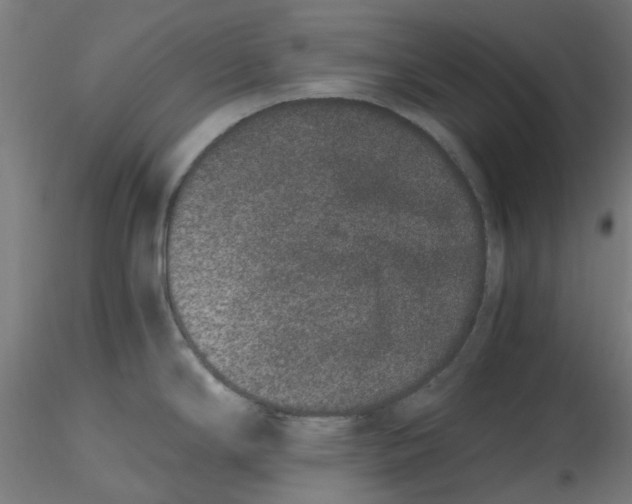 X0000116781294201001071229