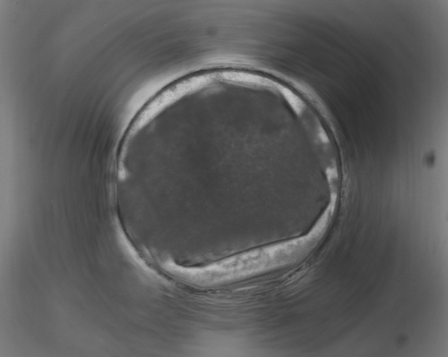 X0000116781295201001071229