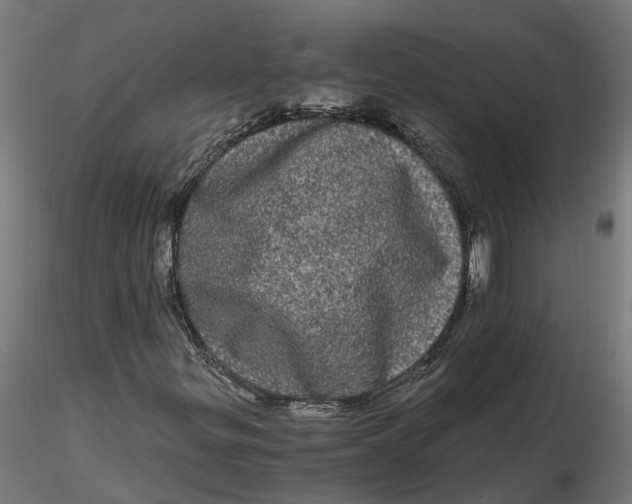 X0000116781299201001071228