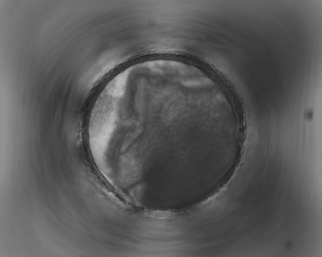 X0000116781306201001071229