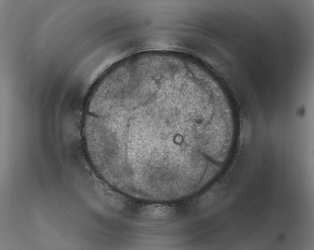 X0000116781314201001071229