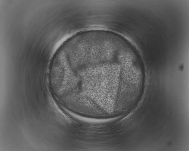 X0000116781325201001071229