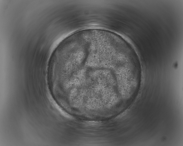 X0000116781333201001071229