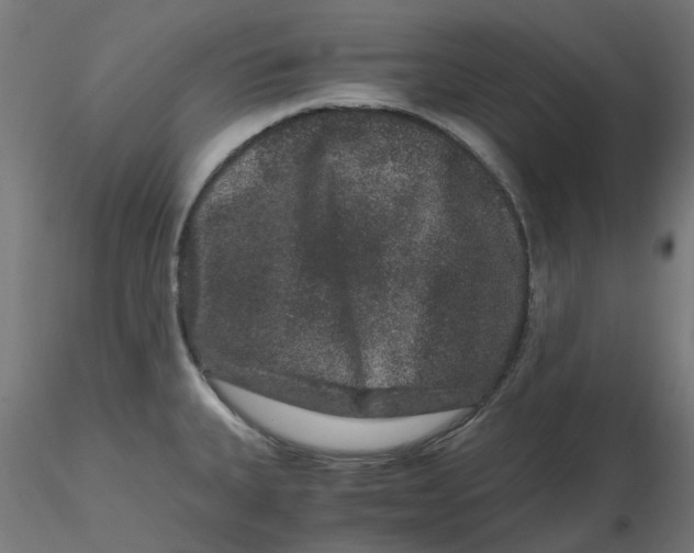 X0000116781335201001071229