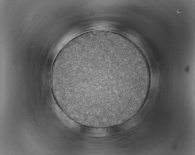 X0000116781338201001071229