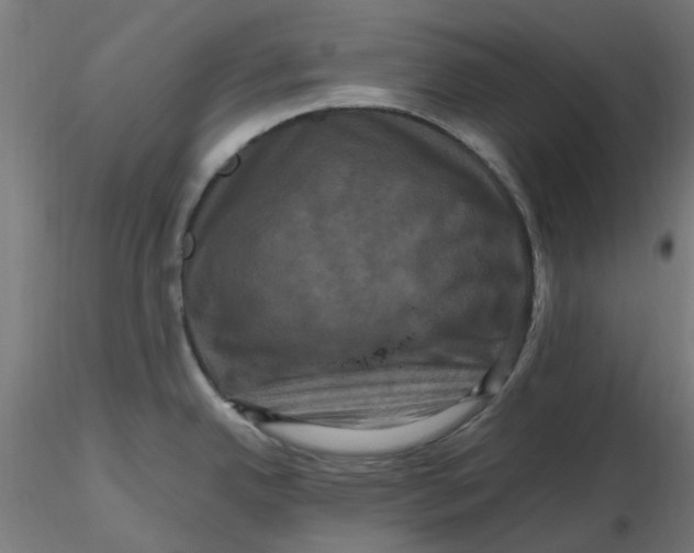 X0000116781342201001071229