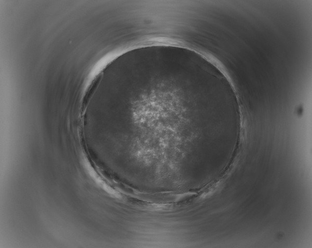 X0000116781381201001071228