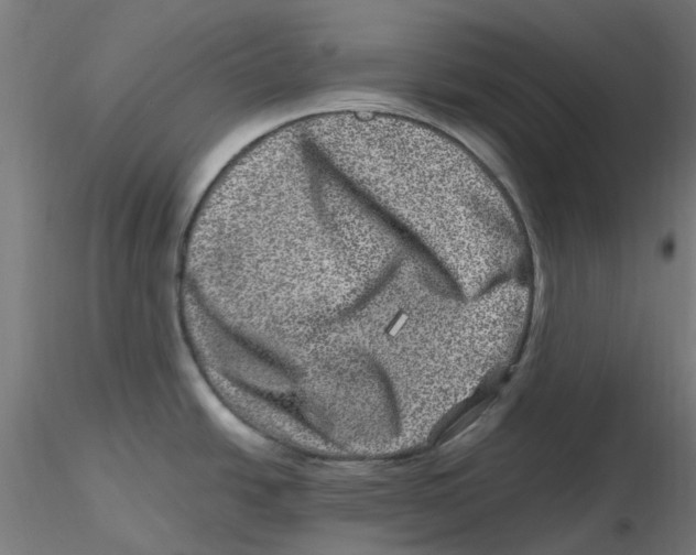 X0000116781438201001071228