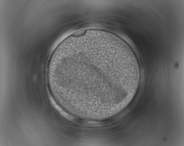 X0000116781439201001071228