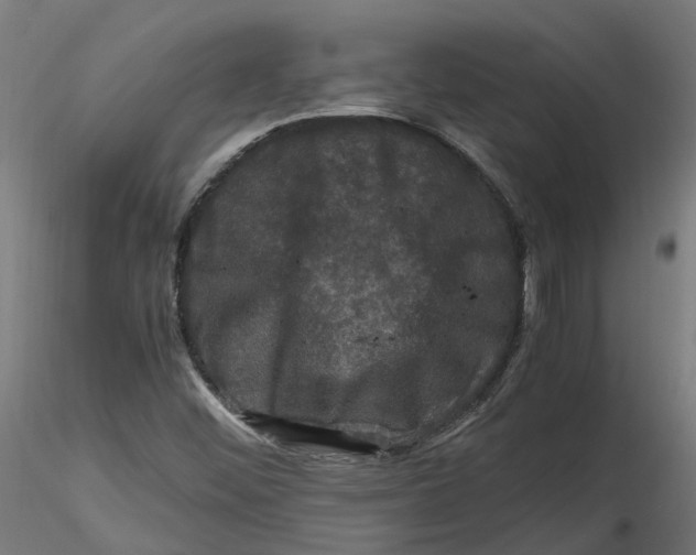 X0000116781452201001071227