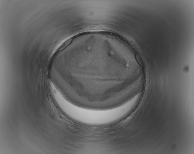 X0000116781457201001071227