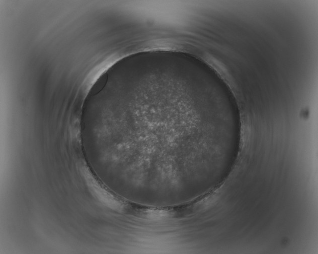 X0000116781465201001071227