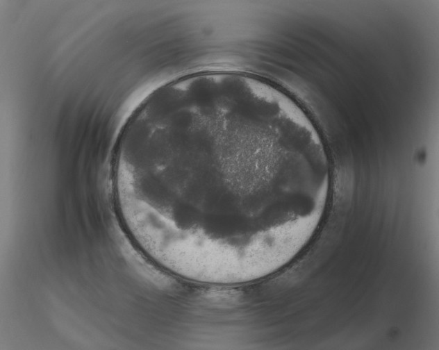 X0000116781466201001071227