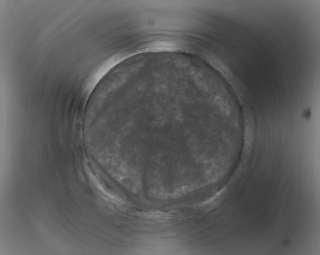 X0000116781473201001071227