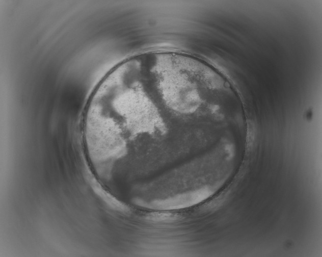 X0000116781474201001071227