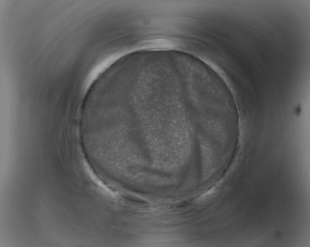 X0000116781477201001071227