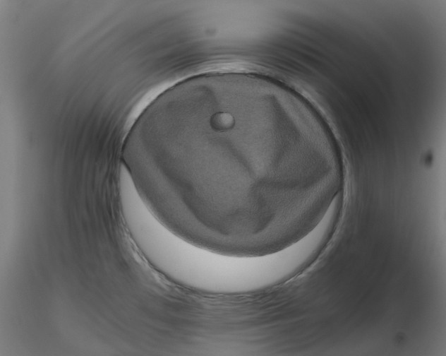 X0000116781481201001071227