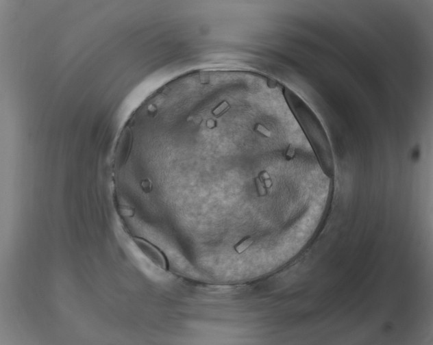 X0000116781485201001071226