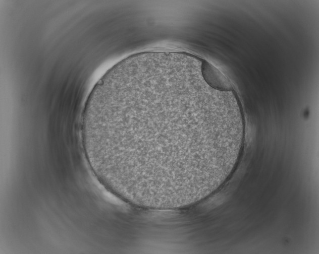 X0000116781486201001071226