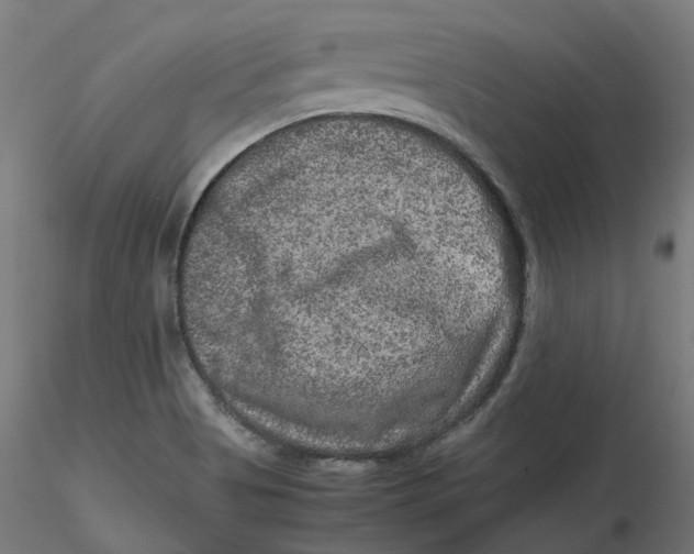 X0000116781513201001071226