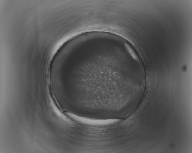 X0000116781515201001071226