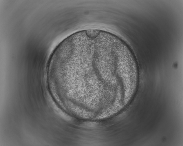 X0000116781517201001071226