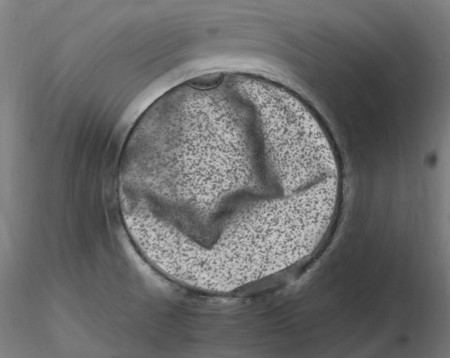 X0000116781521201001071226