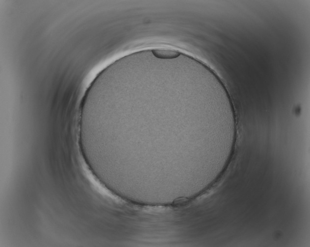 X0000116781526201001071226