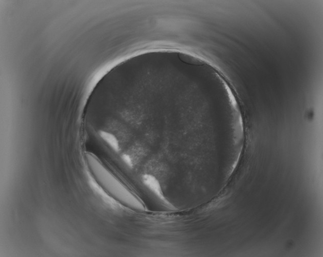 X0000116781527201001071226