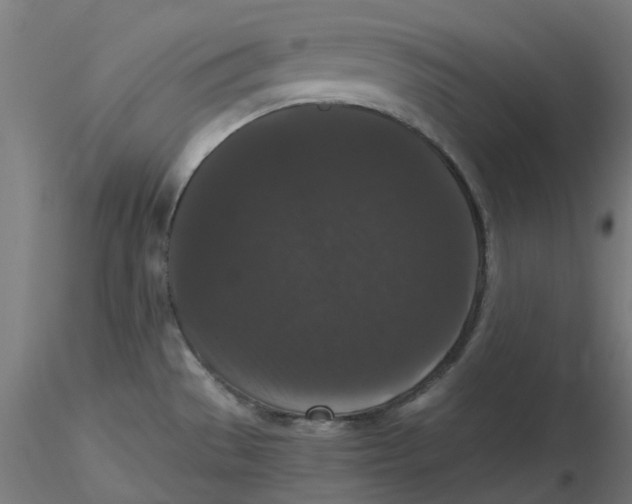 X0000116781529201001071226