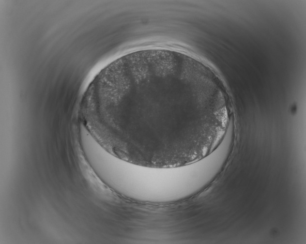 X0000116781530201001071226