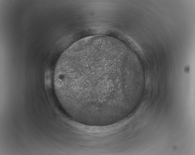 X0000116780026201001141521