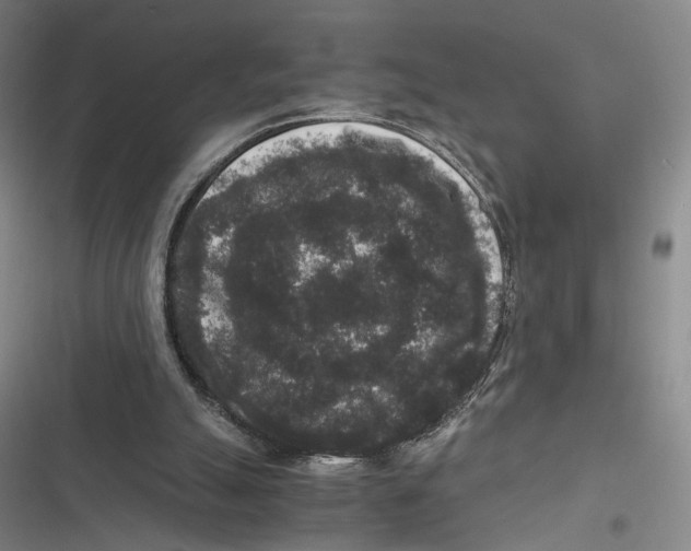 X0000116780055201001141520