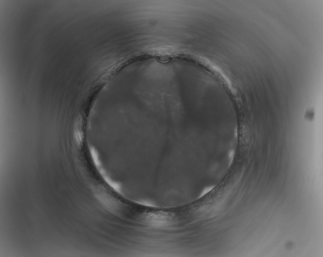 X0000116780069201001141520