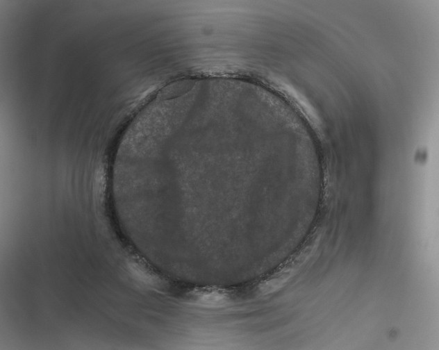 X0000116780113201001141520