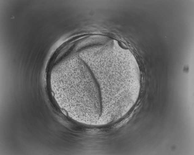 X0000116780246201001141517