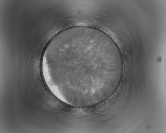 X0000116780297201001141517