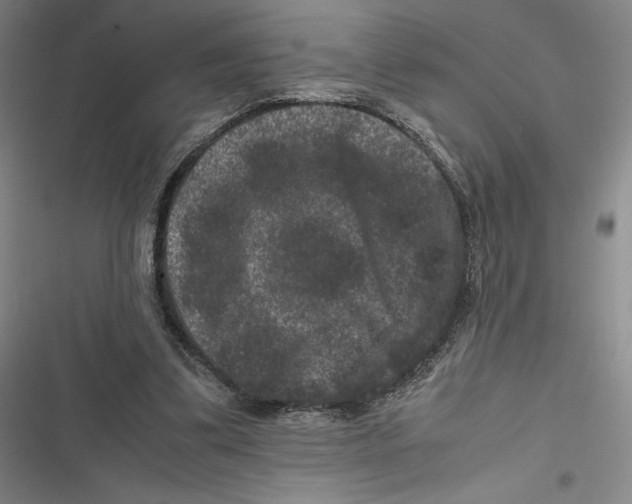 X0000116780299201001141517