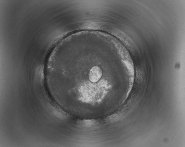 X0000116780302201001141517