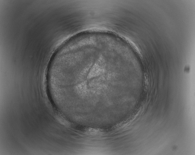 X0000116780487201001141515