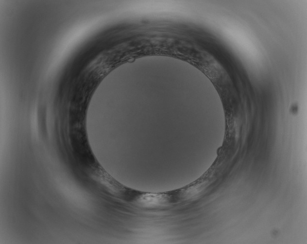 X0000116780526201001141514