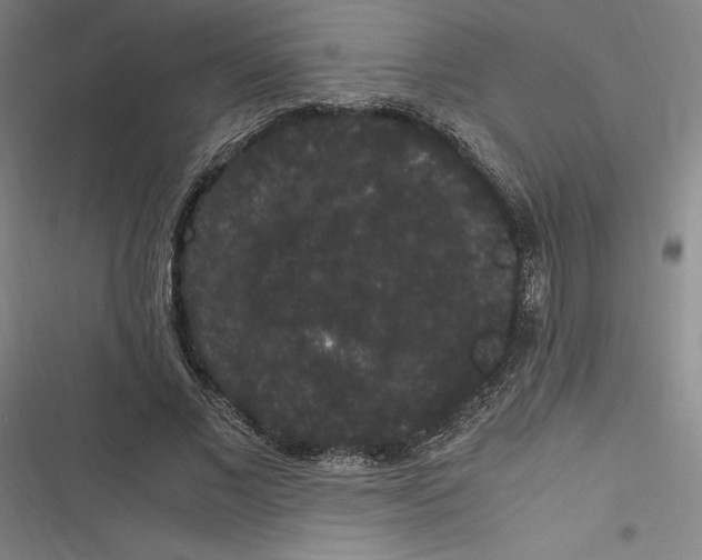 X0000116780685201001141512