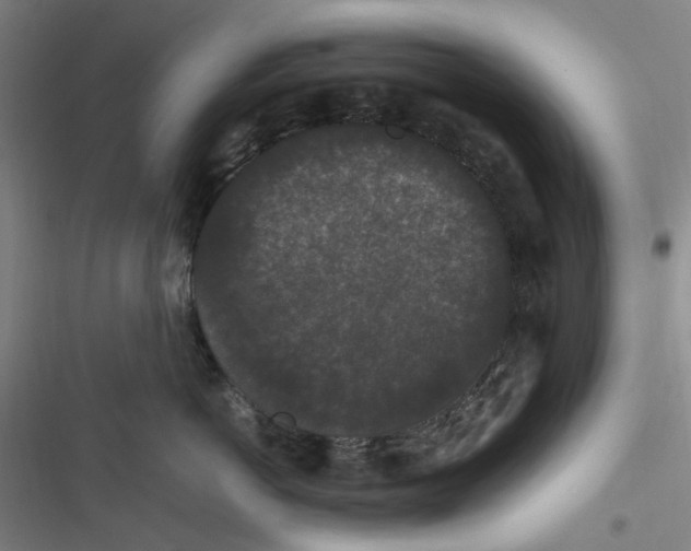 X0000116780766201001141511