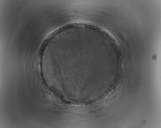 X0000116780775201001141511