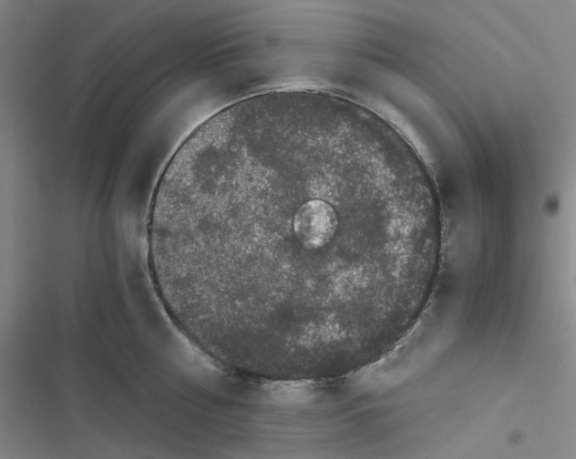 X0000116780810201001141510