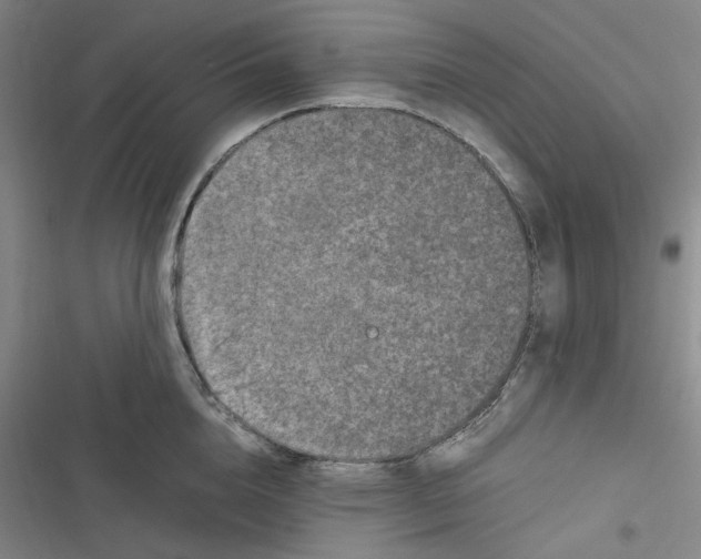 X0000116780856201001141510